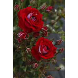 Corazon (Potted Rose)